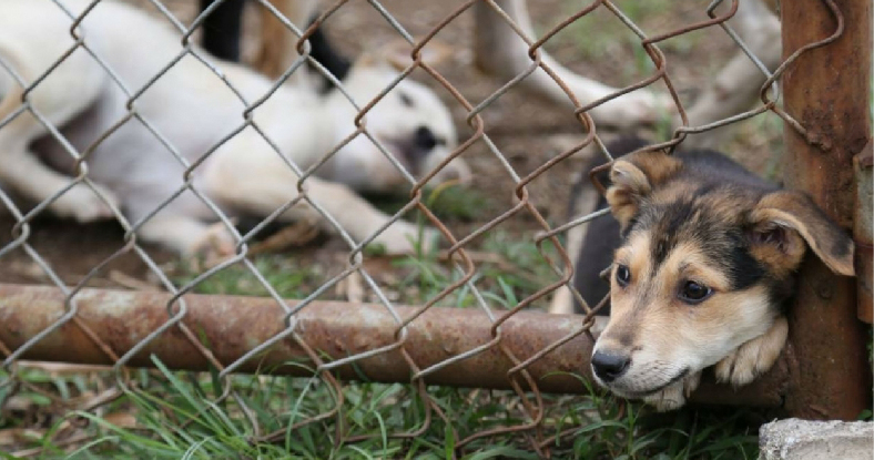 Avanza la Defensoría del Pueblo en la lucha contra el maltrato animal