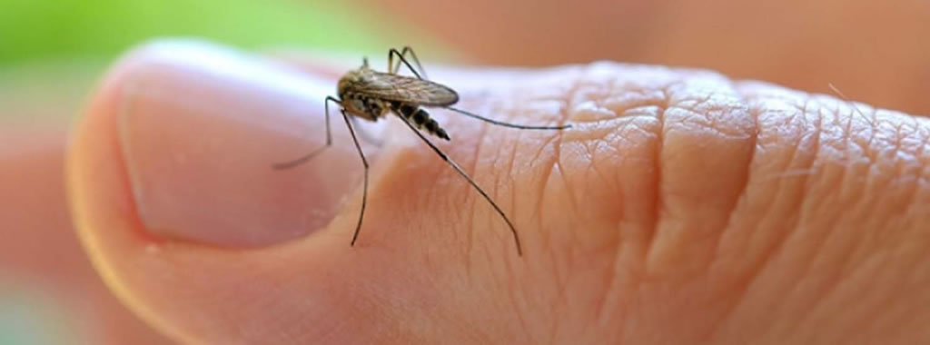 Salud Pública confirmó un caso de chikungunya no autóctono en el Chaco